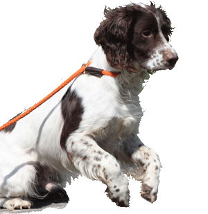 Fionavar's Lucky, English Springer Spaniel extrodinaire